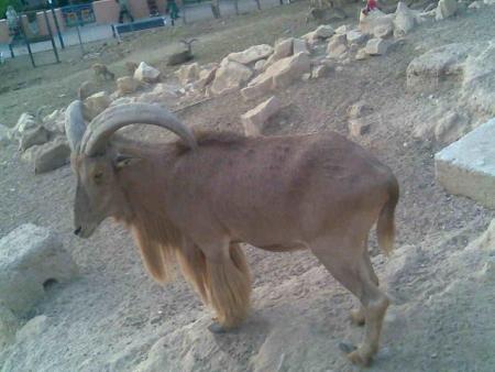 si un super oudad